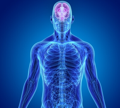 The Mind-Body Connection: Exploring Neural Pathways